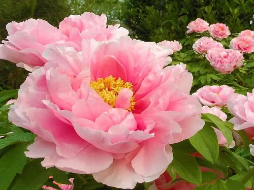 牡丹怎么種 牡丹怎么種