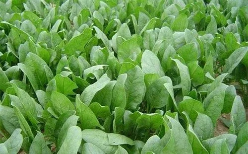 菠菜怎么種 菠菜怎么種