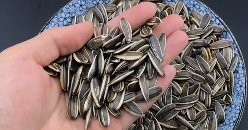 瓜子怎么種 瓜子怎么種