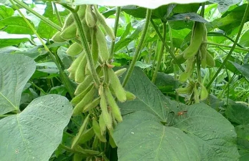 黃豆怎么種 黃豆怎么種