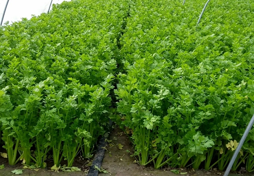 怎么種吃的 怎么種吃的