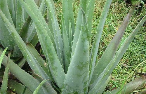 蘆薈怎么種 蘆薈怎么種