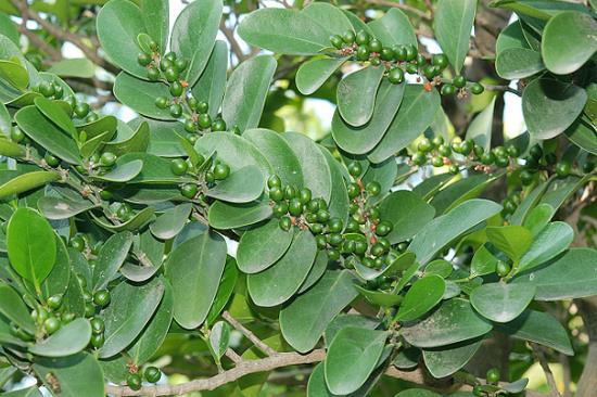 玉白樹怎么種 玉白樹怎么種