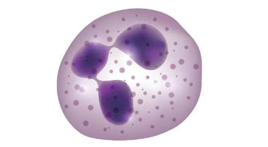 中性粒細胞偏高是什么意思 中性粒細胞偏高是什么意思