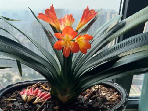 君子蘭爛根怎么補救 君子蘭爛根怎么補救