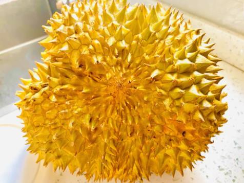 榴蓮如何挑選 榴蓮如何挑選