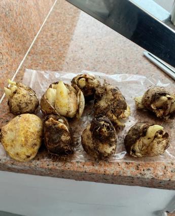 種球腐爛怎么救 種球腐爛怎么救