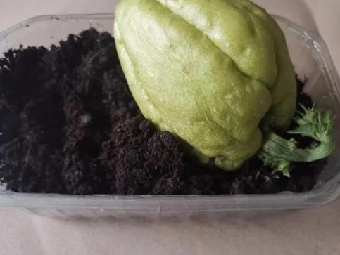 手拂瓜怎么種 手拂瓜怎么種