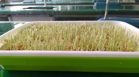 自己怎么種無土小麥 自己怎么種無土小麥