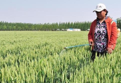 種油菜怎么施硼肥 種油菜怎么施硼肥