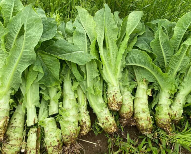 萵筍怎么種才能粗壯 萵筍怎么種才能粗壯