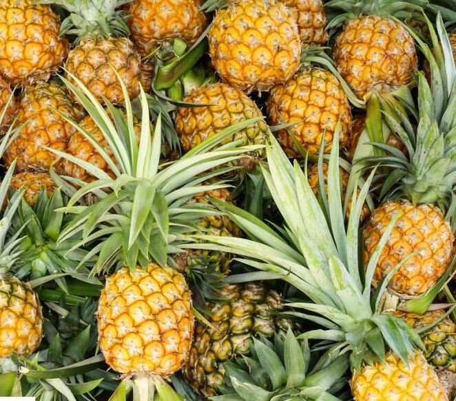 怎么可以種活菠蘿 怎么可以種活菠蘿