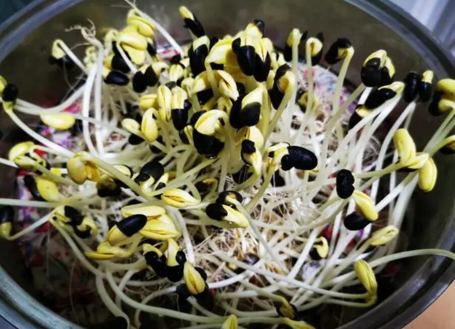 黑豆芽怎么種簡單 黑豆芽怎么種簡單