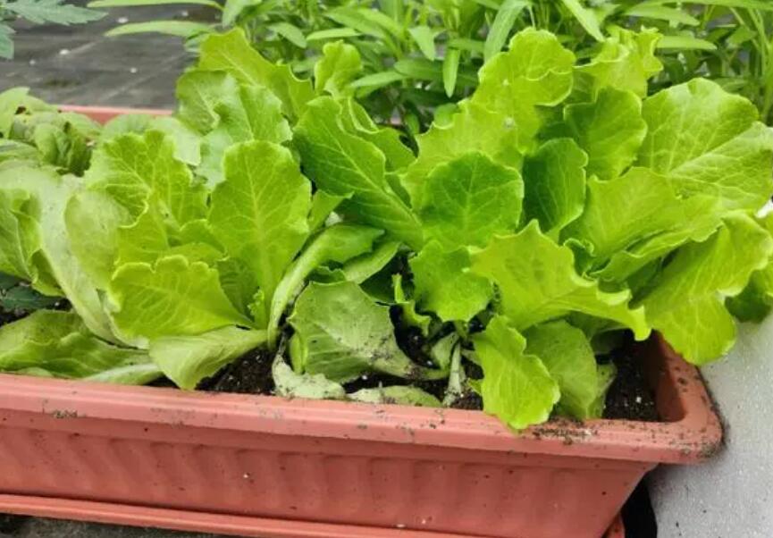 陽臺種生菜怎么追肥 陽臺種生菜怎么追肥