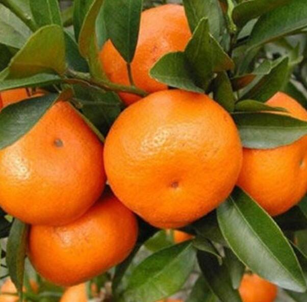 新種柑橘怎么剪枝 新種柑橘怎么剪枝