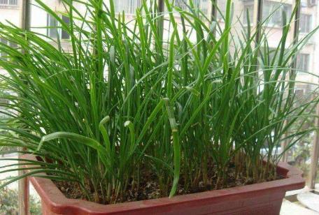 夏天怎么陽臺種韭菜 夏天怎么陽臺種韭菜