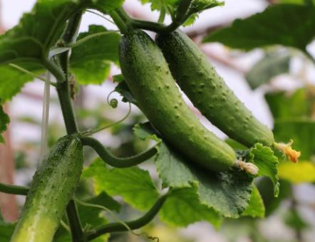 最美黃瓜種子怎么種 最美黃瓜種子怎么種