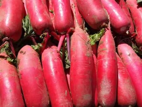 小水果蘿卜怎么種 小水果蘿卜怎么種