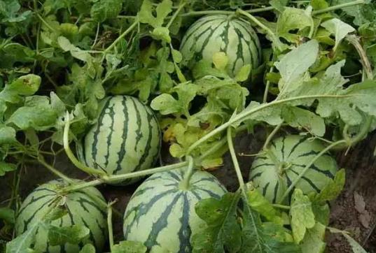 春天種西瓜怎么不死 春天種西瓜怎么不死