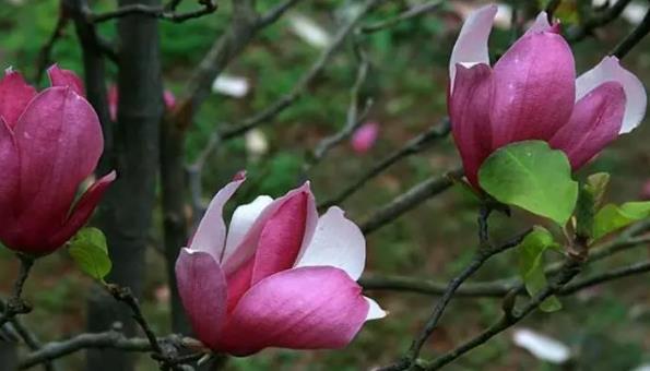 花木蘭怎么種 花木蘭怎么種