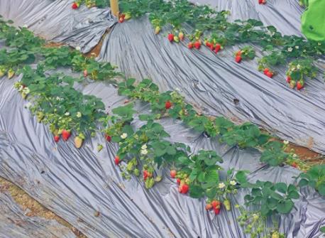 基地草莓種苗怎么種 基地草莓種苗怎么種