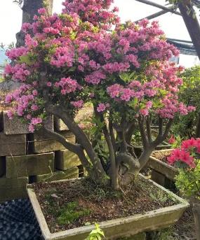 杜鵑原生樁怎么種 杜鵑原生樁怎么種