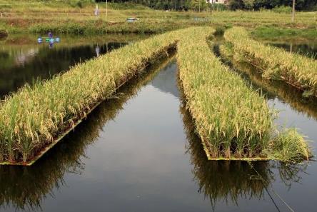 水上種水稻怎么收割 水上種水稻怎么收割