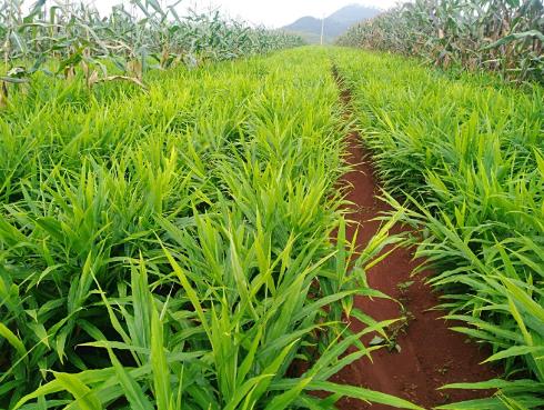 怎么種姜才能豐收 怎么種姜才能豐收