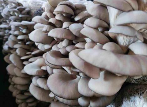 平菇種怎么買 平菇種怎么買