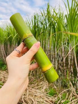 甘蔗怎么種才長 甘蔗怎么種才長