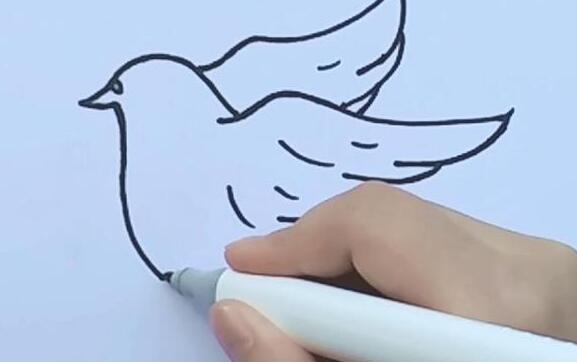 鴿子怎么畫 鴿子怎么畫