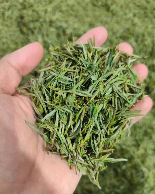 太平猴魁屬于什么茶類