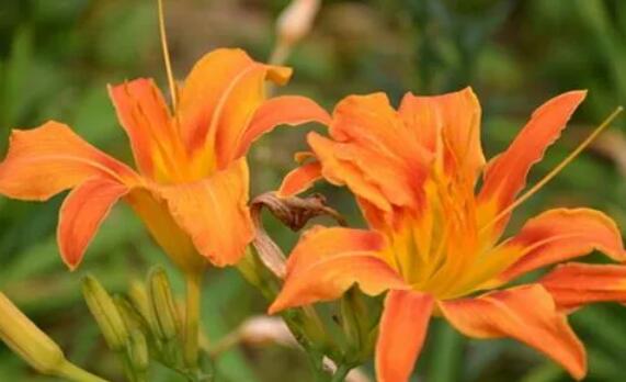 高高的青山上萱草花開放是什么歌 高高的青山上萱草花開放是什么歌