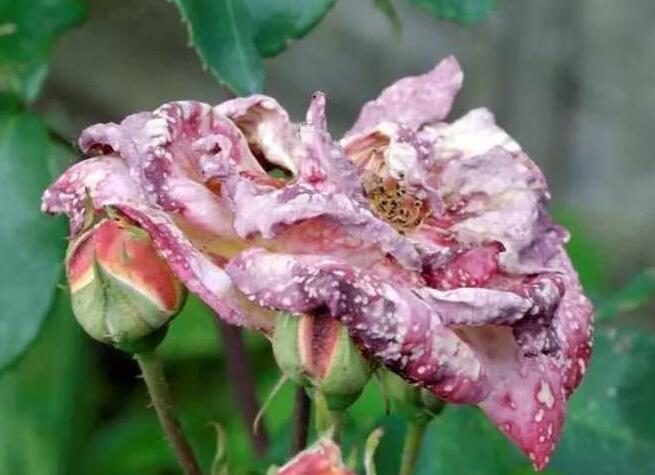 如何保護花避免蟲害? 如何保護花避免蟲害?