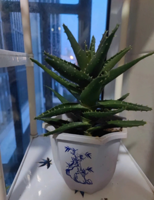 蘆薈能保養皮膚嗎 蘆薈能保養皮膚嗎