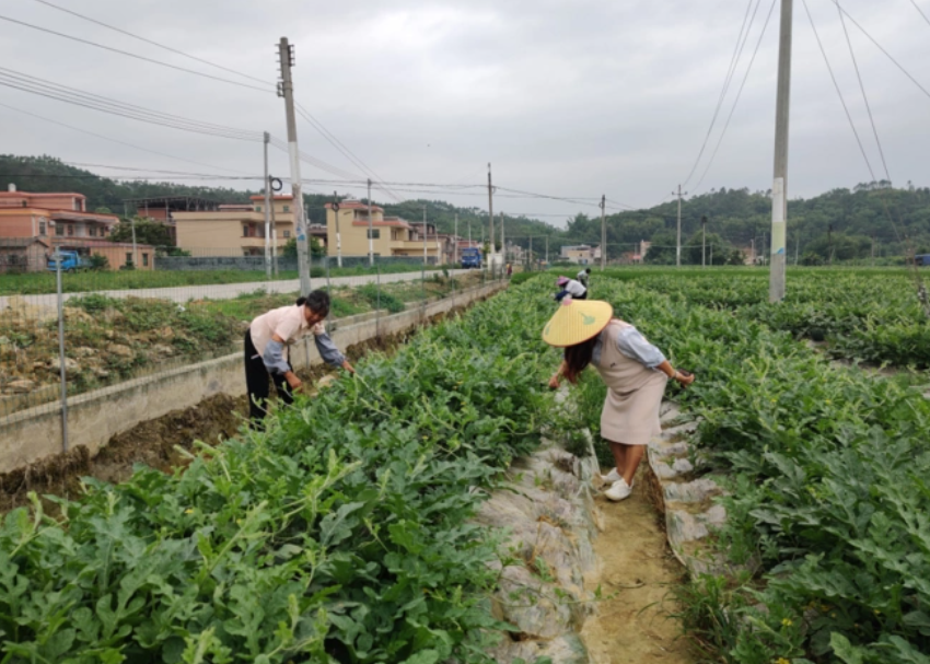 農民創業計劃書 農民創業計劃書